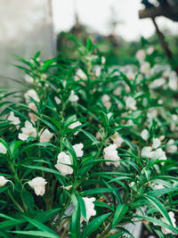 Close-up of white flowering plants on field