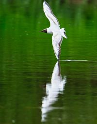 Bird flying over lake