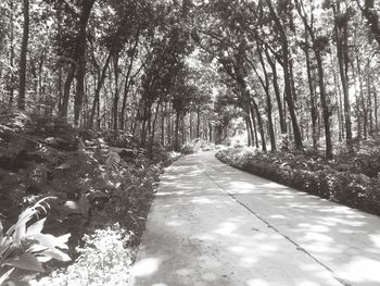 Footpath amidst trees in forest