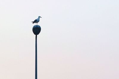 Low angle view of bird perching against clear sky