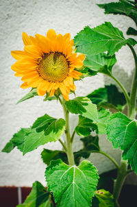 Close-up of sunflower on plant