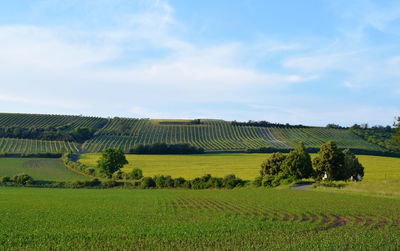 Scenic view of agricultural field against sky