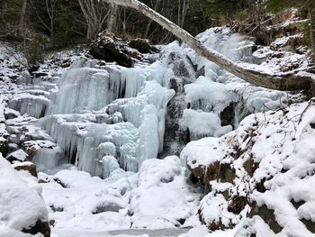 Snow covered land and trees in forest