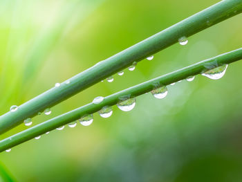 Close-up of wet plant during rainy season