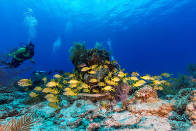 View of fish swimming in sea