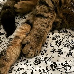 High angle view of cat on bed