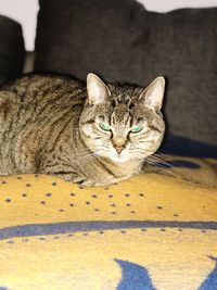 Portrait of a cat resting