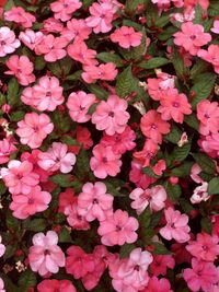 Full frame shot of pink flowering plants