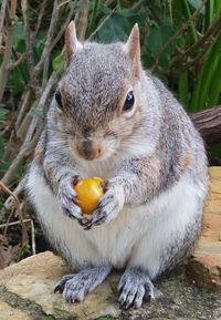 Close-up of squirrel eating food