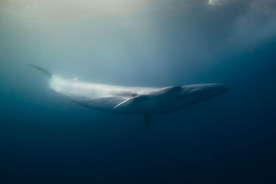 Whale swimming in sea