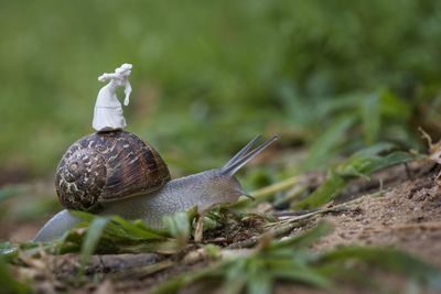 Close-up of snail on plant