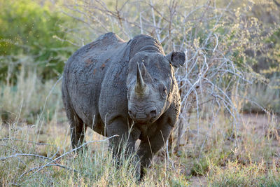 Rhinoceros in the wild