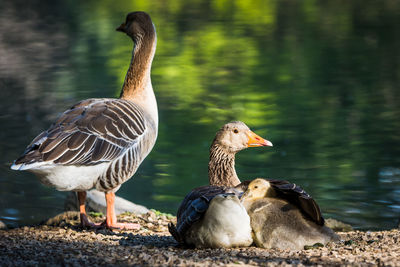 Close-up of duck on lake