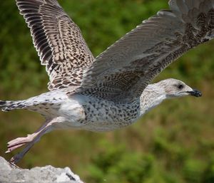 Close-up of eagle