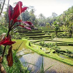 Panoramic view of trees and plants against sky