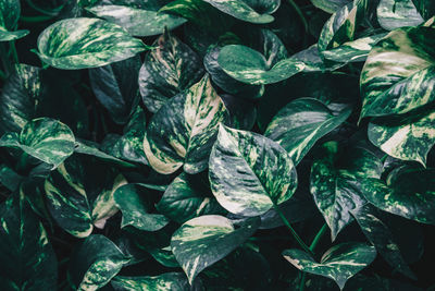 Full frame shot of leaves