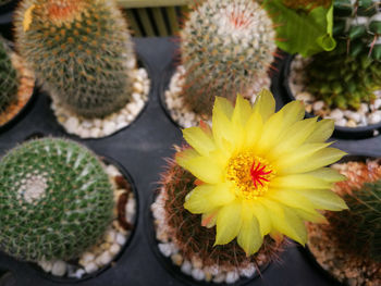 High angle view of succulent plant