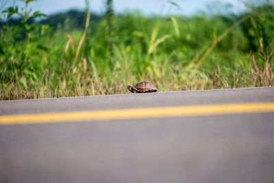 Surface level of snail on land