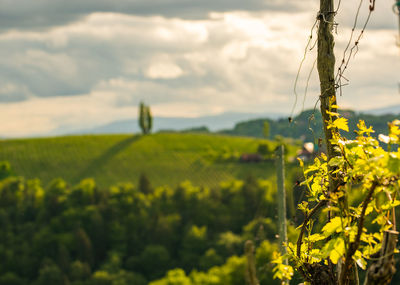 Crops of grape plants cultivated for wine. spring time in austrian vineyards. south styria tourism