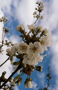 Low angle view of apple blossoms in spring