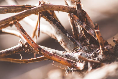 Close-up of dried plant