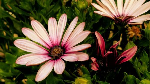 Close-up of pink flower