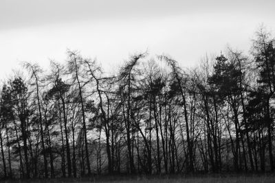 Bare trees in forest against sky