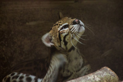 Close-up of a cat looking away