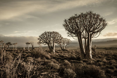 Bare tree on field against sky