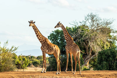 Giraffes on field