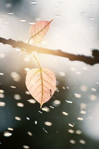 High angle view of leaves floating on water