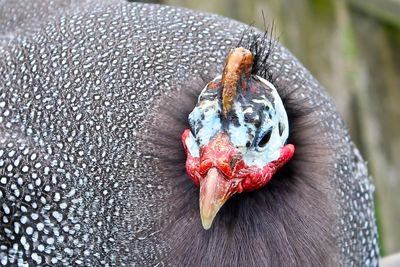 Close-up of bird