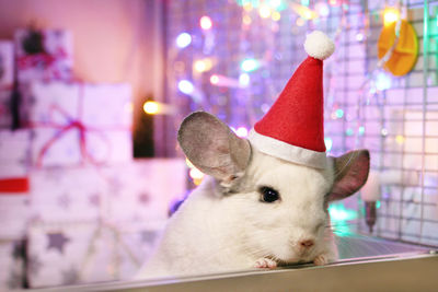 Chinchilla with santa claus red hat on a background of christmas decorations and christmas lights.