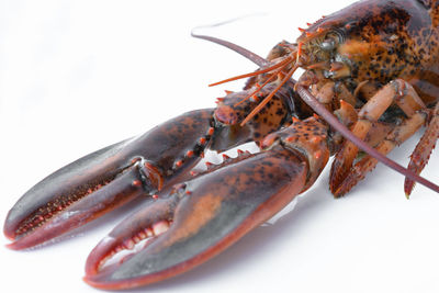 Close-up of crab over white background