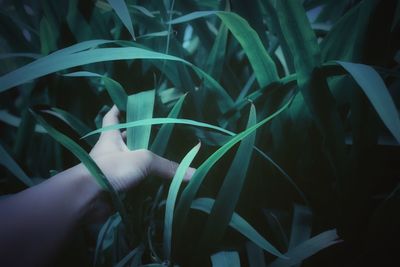 Close-up of hand against plants