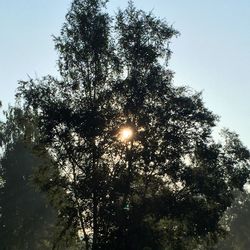 Low angle view of trees against sky