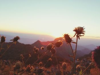 Close-up of flowering plants on field against sky during sunset