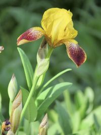 Close-up of yellow flowering plant