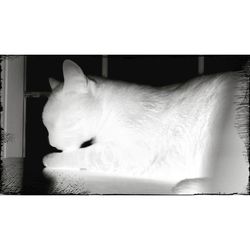 Cat sleeping on white surface