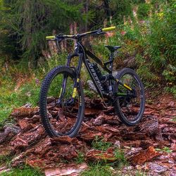 Bicycle parked by tree in forest