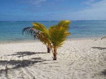 Coconut palm tree on beach against sky