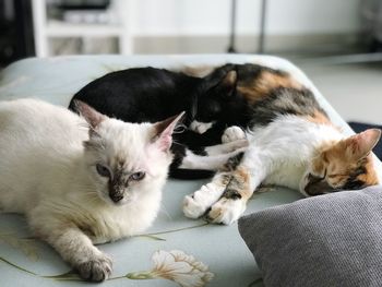 Cats relaxing at home