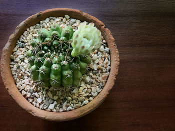 High angle view of succulent plant on table