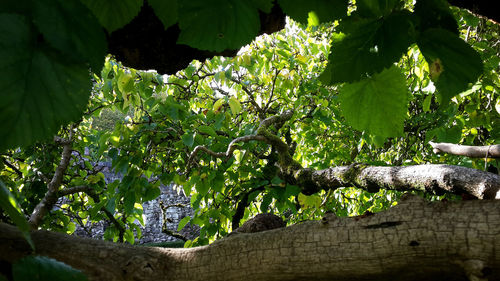 Low angle view of tree against sky