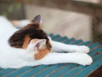 Close-up of a cat sleeping