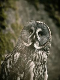Close-up portrait of owl