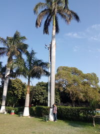 Palm trees against sky