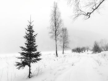 Trees on snow covered field against sky