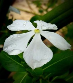 Close-up of white flower blooming outdoors