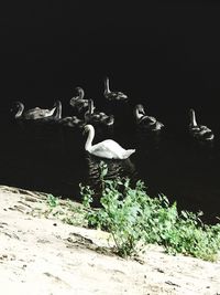 Swan swimming in water